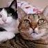 Sassi And Coco Cutecats