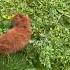 Toypoodle Poodle Poodlelife пудель Teddy Teddydog Redpoodle Babydog Puppy Puppyangel