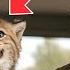 Bobcat Cub With A House Cat Voice Won T Stop Screaming With Joy