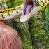 Extreme Hide Seek On Snake Island