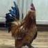 Belgian D Uccle Rooster