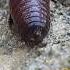 Locomotion In Earthworm Shorts Earthworm Locomotion Worms