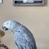 Giz Is Working On A Bunch Of New Words Parrot Funnyparrot Talkingparrot