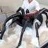 Chocolate Spider This Is The Sweetest Way To Overcome Your Fear Who Is Ready For Halloween
