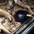 Satisfying Enjoying Shorts Satisfying Youtubeshorts Enjoy Asmr Cool Dangerous Snake Animal