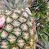How Do You Say Pineapple In Chinese Cantonese Learnchinese