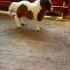 Adorable Miniature Horse Dances For The Weekend Shorts Horses