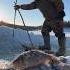 Yakut Traditional Fishing Kuyuur Якутская традиционная рыбалка Куйуур Fishing Winter North