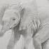 Drawing Baby Elephant Realistic Drawing Elephant Baby Drawing Realisticdrawing