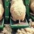Farmers Couldn T Believe This Machine Until They Saw How It Worked Most Ingenious Farm Inventions
