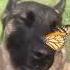 A Dog With A Butterfly On Its Nose Shorts