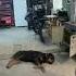 Hate This Problem Surron Fyp Ebike Funny Emoto Talaria Clean Starkvarg