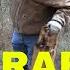 Rabbit Box Trap 1st Catch