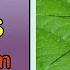 Fungus Gnat Control Best Ways To Get Rid Of Fungus Gnats