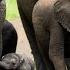 4K African Wildlife Amazing Wildlife Of Botswana Scenic Wildlife Film With African Music