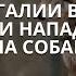Волки нападают на собак