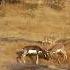 Blackbuck Trailer Species And Habitats Awareness Programme The Habitats Trust