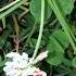 Food Is Medicine White Clover