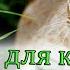 ЗАЧЕМ КОШКИ КУШАЮТ ТРАВУ и КАК ВЫРАЩИВАТЬ ТРАВУ ДЛЯ КОШЕК