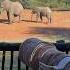 Elephants Playing African Wildlife Pilanesberg Animals Wildlife Wildlifeplanet