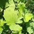 Coltsfoot Leaves Tussilago Farfara
