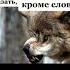Фразы волка