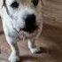 Scone Hilariouspets Talkingdog Funny