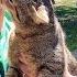 The Stray Cat Experienced An Explosion Of Excitement When He Met The Man Who Rescued Him Again