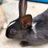 Black Rabbits Black Eyes Most Beautiful Rabbits Animals Rabbits Camel Doglover Blackrabbits