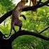 The Leopard Tried To Catch The Deer On The Tree Youtube Shorts Viralvideos Animals Shorts