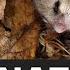 All About Hibernation Animals For Kids Educational Video