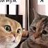 Разговор двух котов ч 62