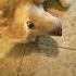 She Was Attacked Rax Attack Automobile Cabs Car Doggo