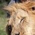 Lion King 23 Year Old Is Best Friends With Big Cats BEAST BUDDIES