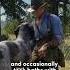 The Sad Fate Of Arthur Morgan S Pet Dog Rdr2 Shorts