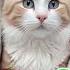 My Cute Baby Is Calling Shorts Ringtone Calls Cat