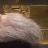 Saint Padre Pio Body Still Preserved At San Giovanni Rotondo In Italy