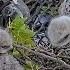 Red Tailed Hawk Chicks Practice Grabbing And Nibbling On Prey At Cornell Hawks Nest May 29 2025