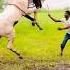 WhatsApp Horse Status