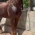 Kyrgyzstan Horse атбазар Rek комуз той продажалошадей лошади