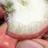 ASMR PICKING OPENING EATING FRUIT OF NATURE MAKOPA Asmr Picking Asmreating Makopa Fruit Shorts