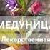 Косила еë пока не узнала о полезных свойствах душа дикоросы медуница травница