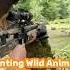 Wild Boar Encounter In Iran S Jungle Reximex Throne GEN2 PCP Hunt Teaser WildBoarHunt Hunting