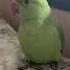 Qiwi Shorts Parrot