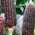 Harvesting 50kg Of Black Corn Super Delicious Traditional Dishes From Black Corn