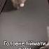 кот на беговой дорожке ть юмор Wideputin