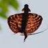 The Flying Draco Lizard BBC Earth