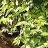 Звуки Тропического леса Звуки Джунглей Sounds Of The Rainforest Sounds Of The Jungle