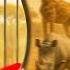 أغرب سفاري في السنغال The Mysteries Of The Senegalese Safari