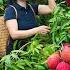 Harvesting Lychee Goes To Market Sell Harvesting And Cooking Lý Hương Song